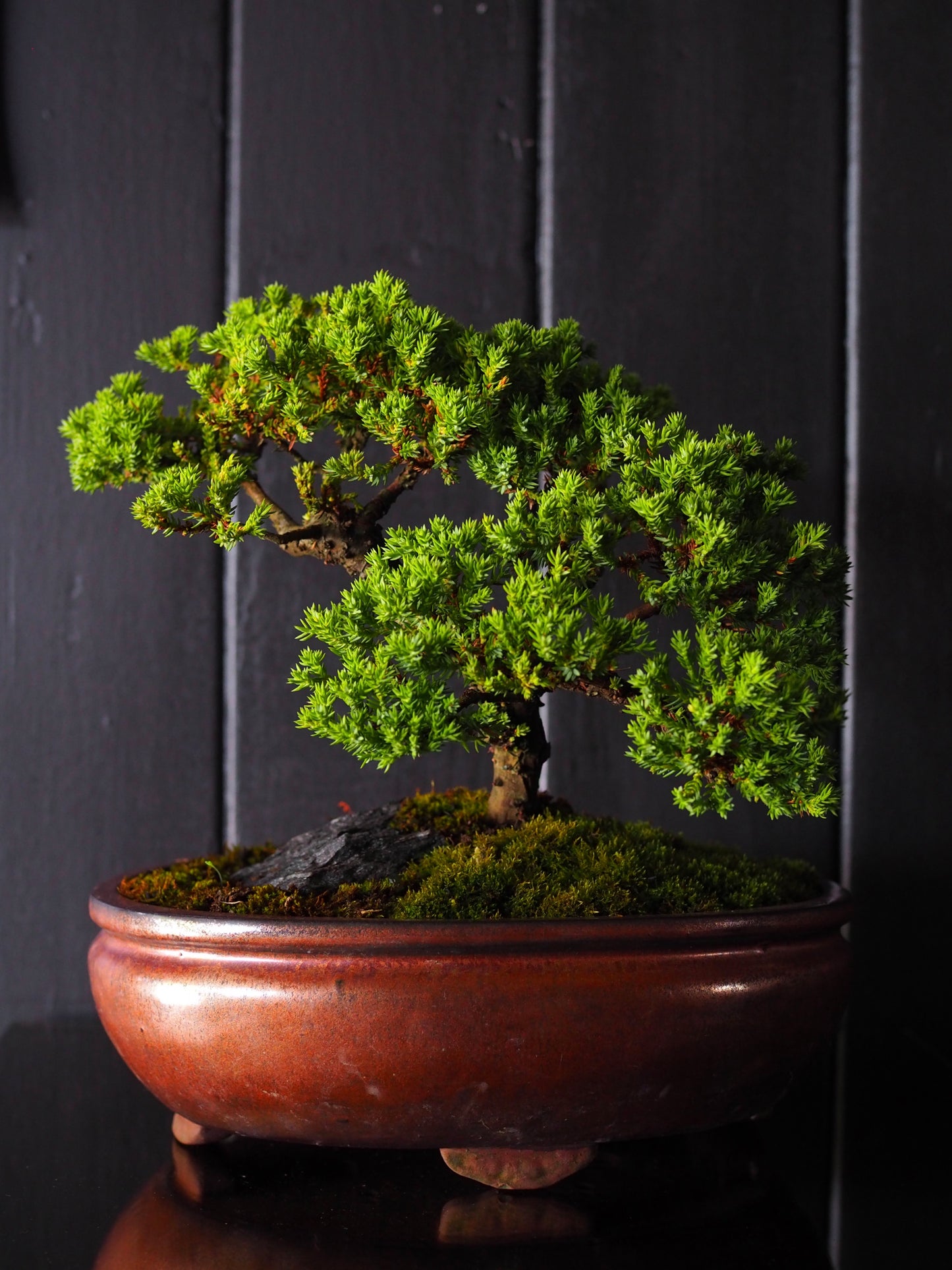 Bonsai