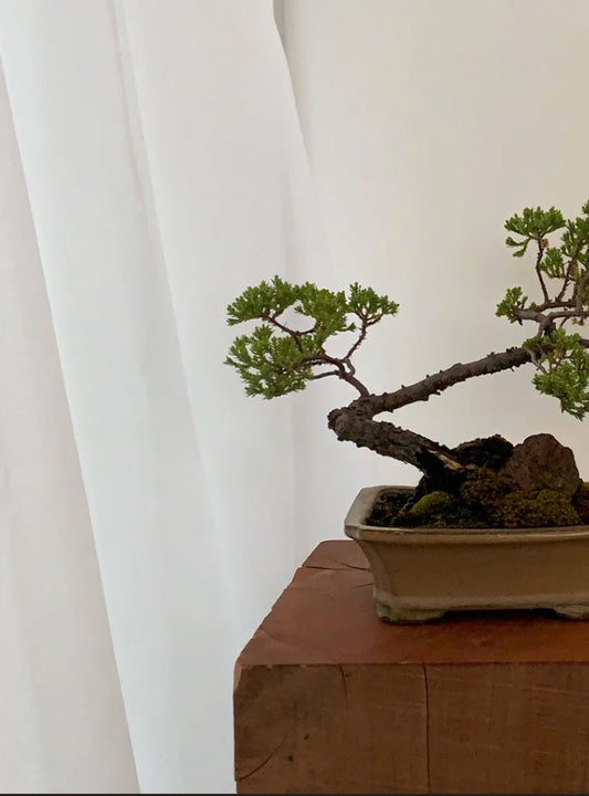 Bonsai Workshop With Kristen Calder's Pot - 22th Feb 2026'