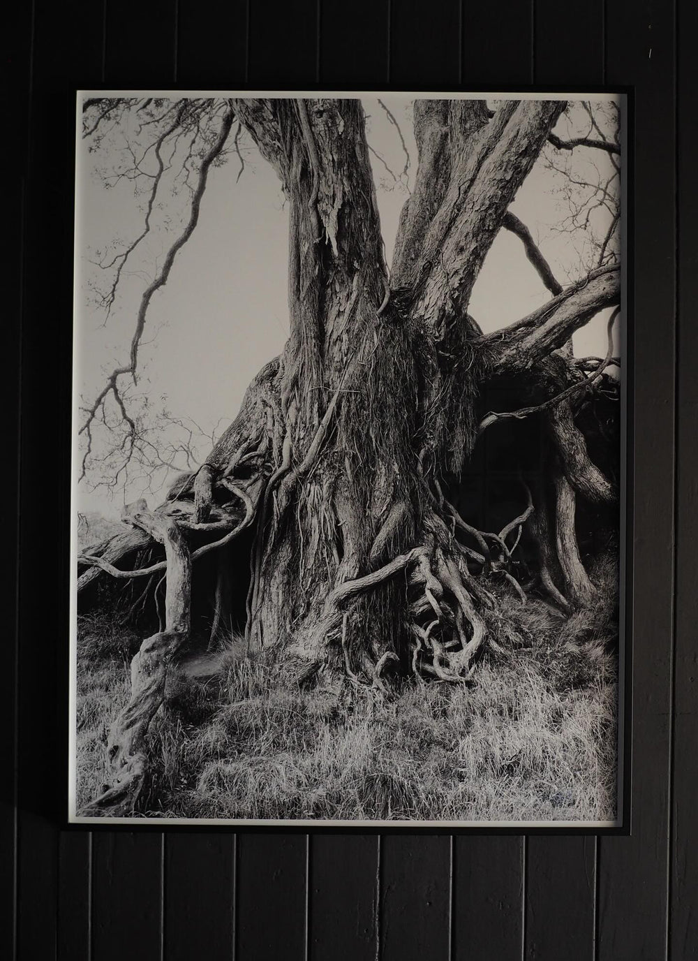 Deborah Smith - What the Trees Said - Gallery Image