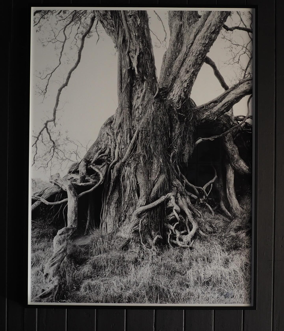 Deborah Smith - What the Trees Said - Gallery Image