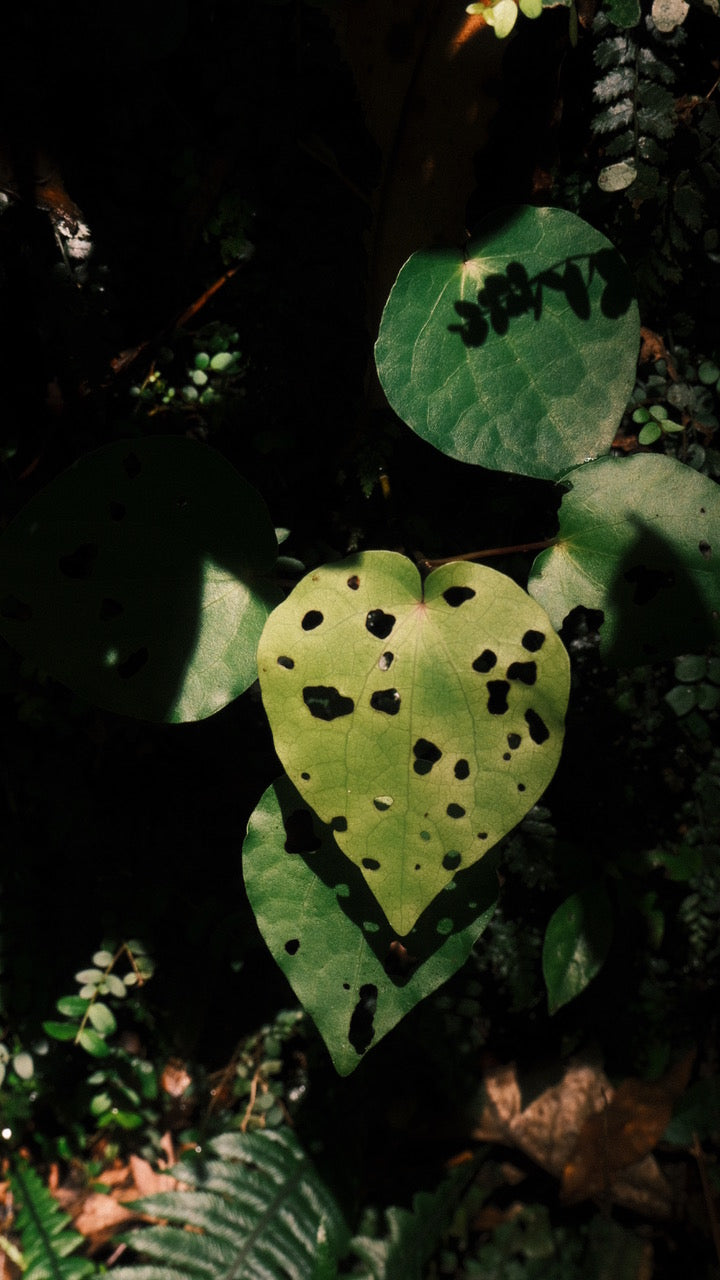 In The Hills by Camille Paloma Walton & Michelle Walton - Gallery Image