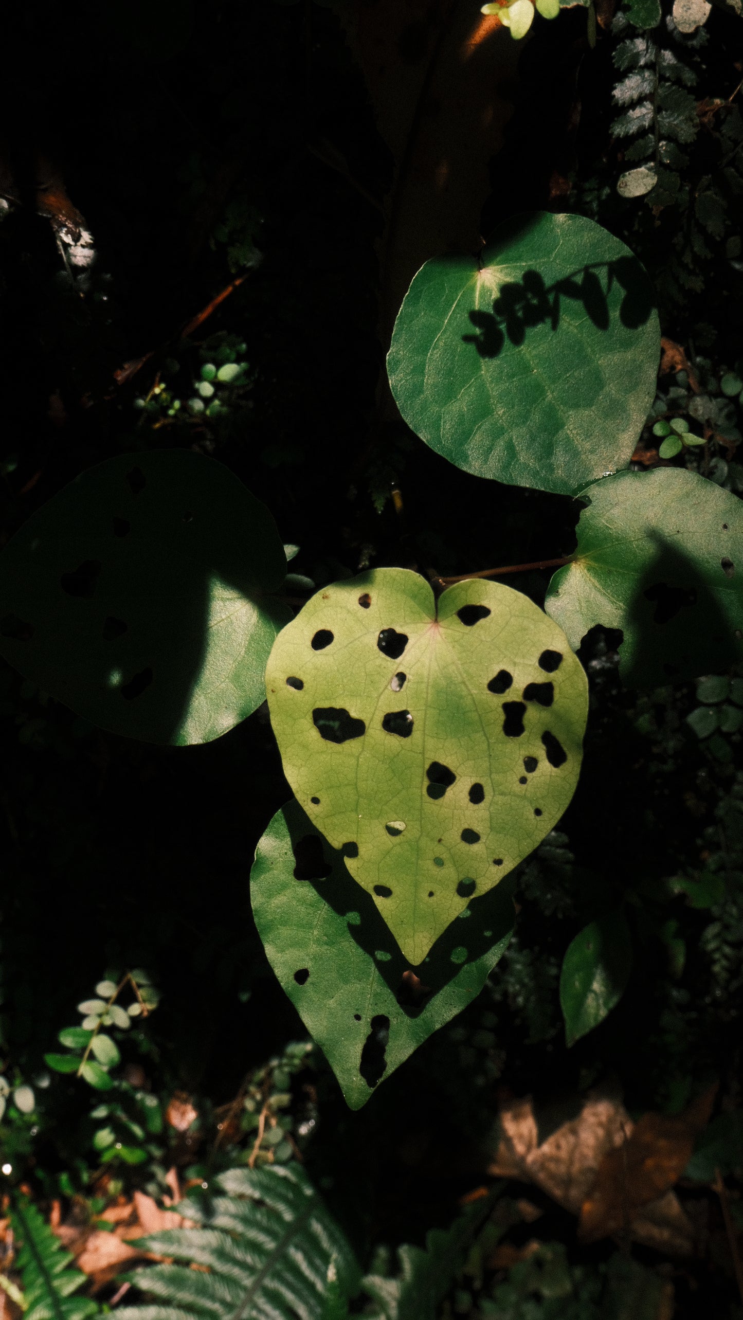Kawakawa Necklace