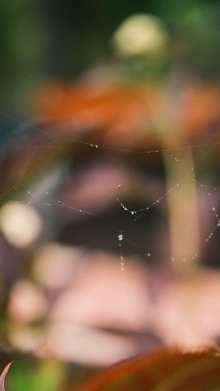 Camille Paloma Walton & Michelle Walton - Mar 26' - Gallery Image