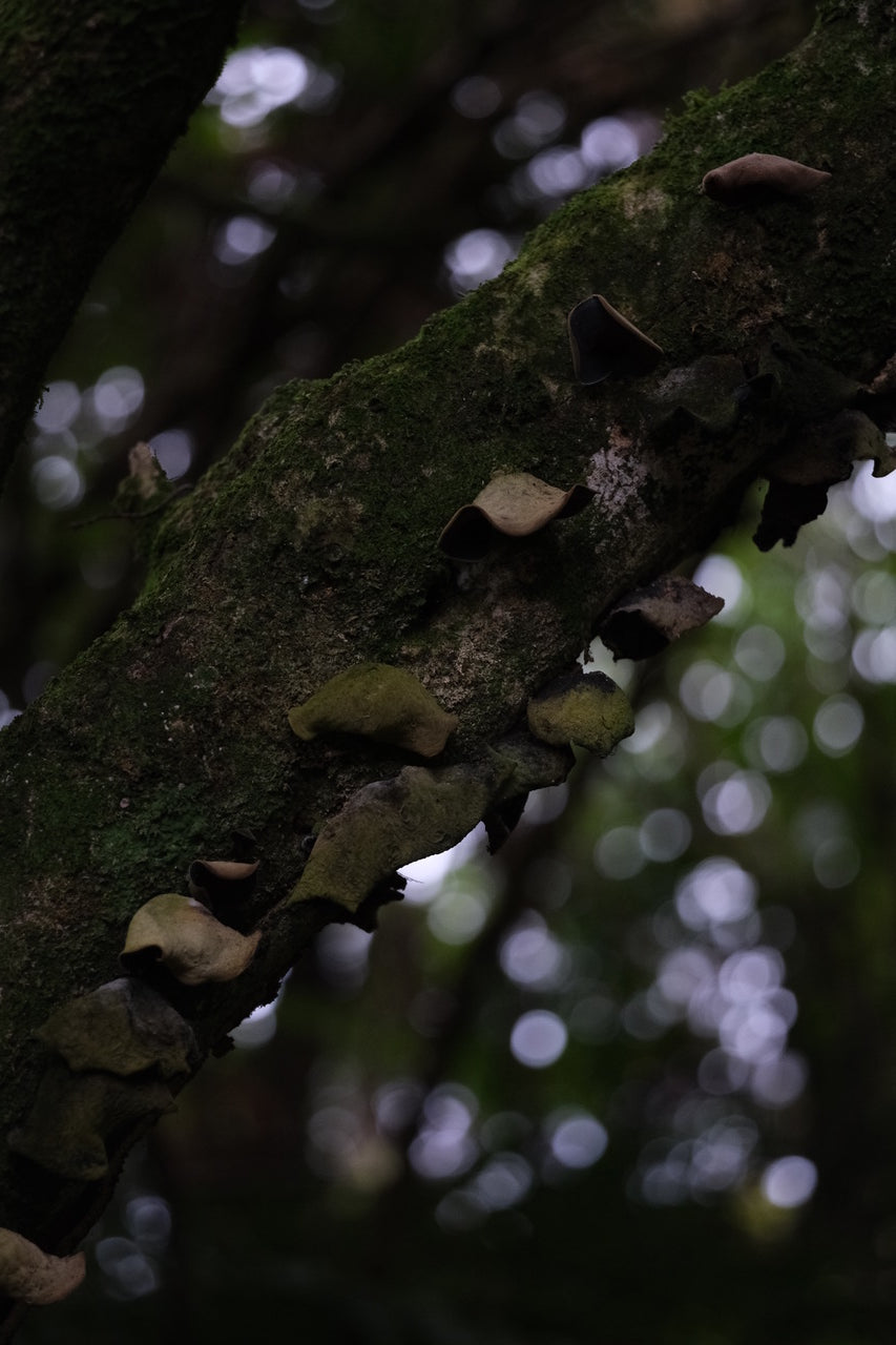 Underbrush, No.1