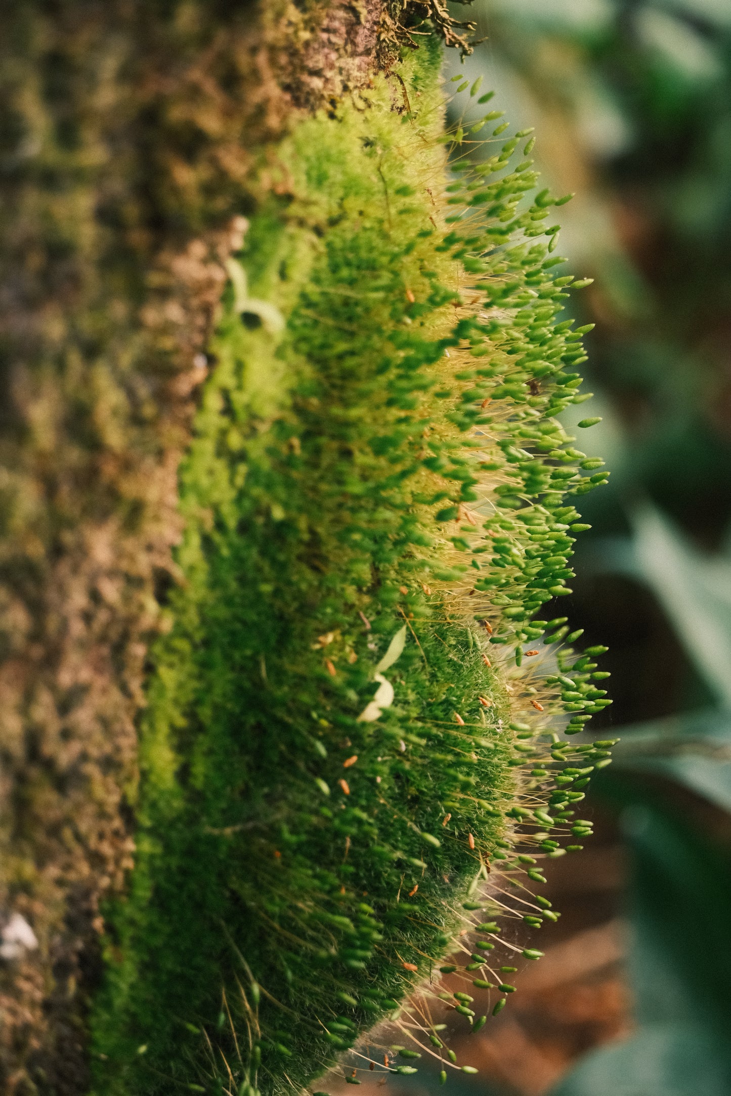 Eroded Ring, ver3