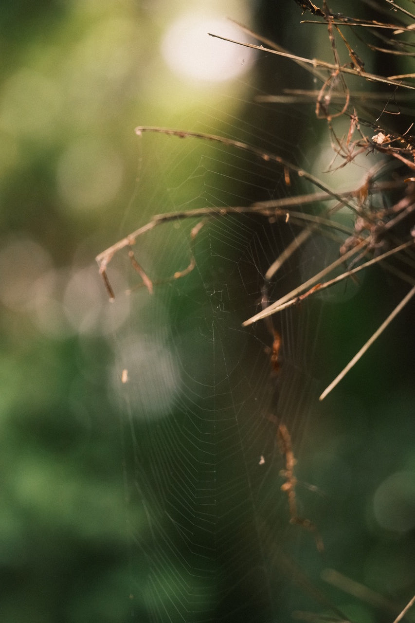 Camille Paloma Walton & Michelle Walton - Mar 26' - Gallery Image