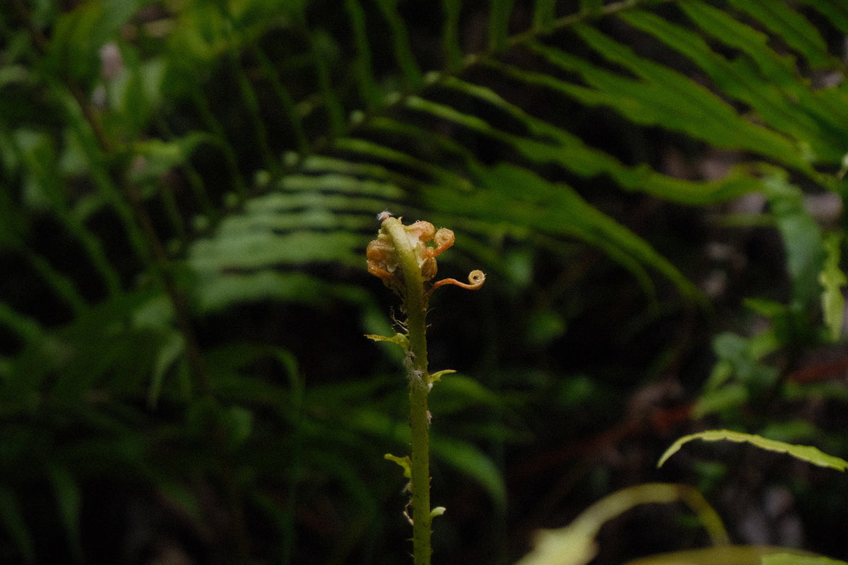 Camille Paloma Walton & Michelle Walton - Mar 26' - Gallery Image