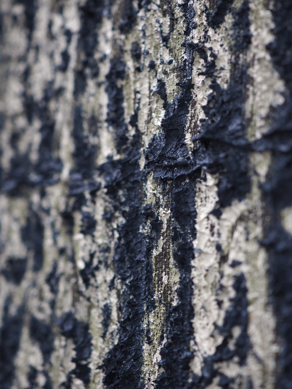 Cindy Leong - Oct 25' - Gallery Image