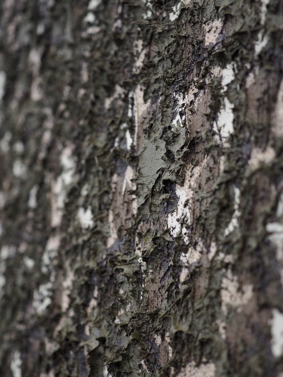 Cindy Leong - Oct 25' - Gallery Image