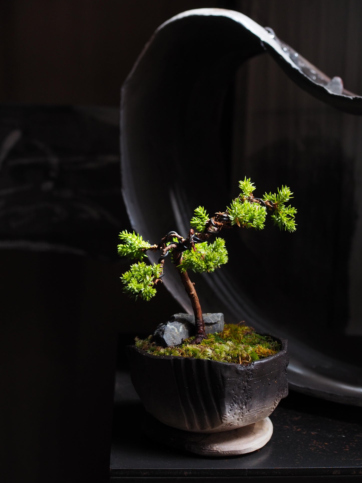 Bonsai