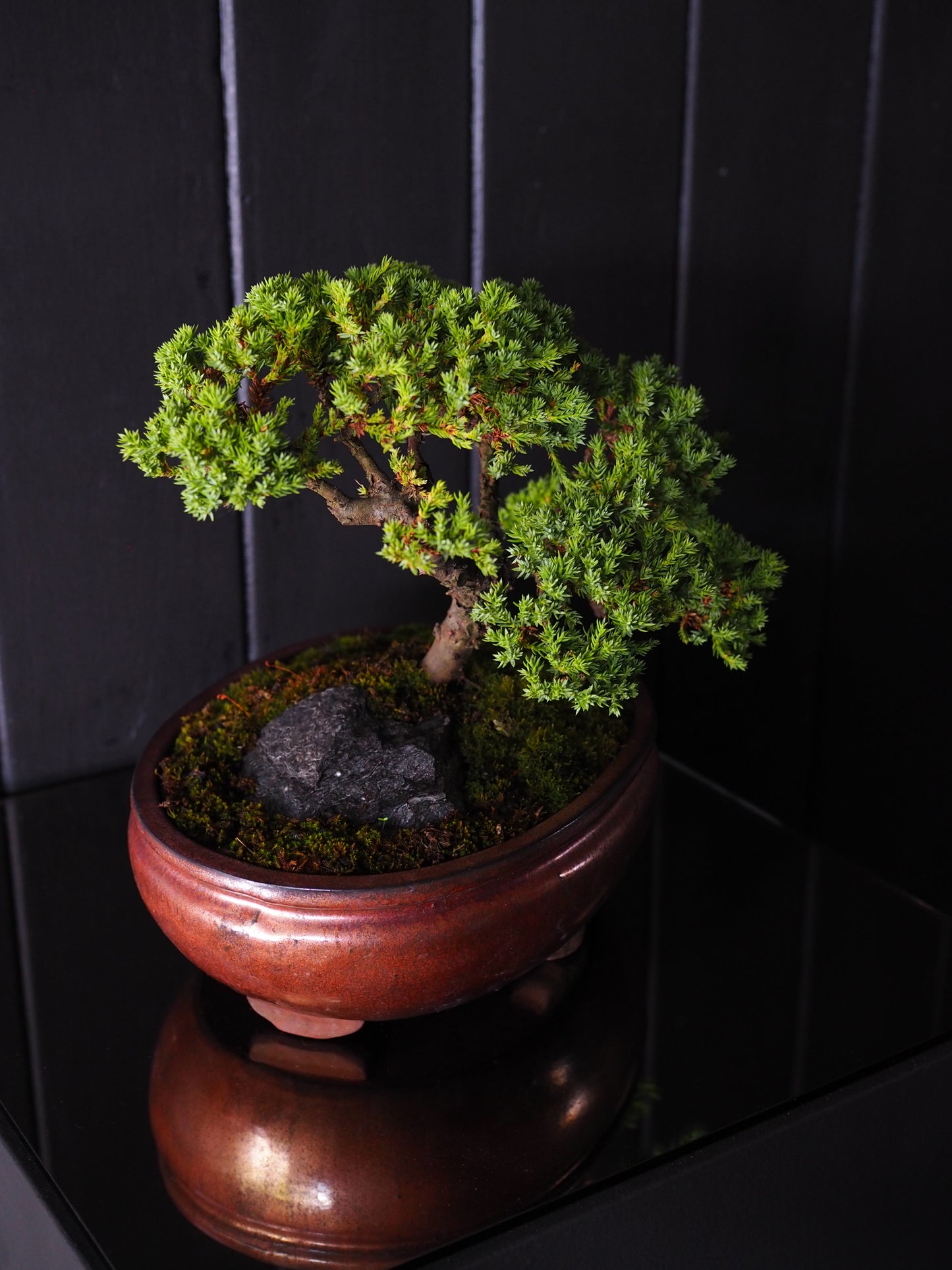 Bonsai