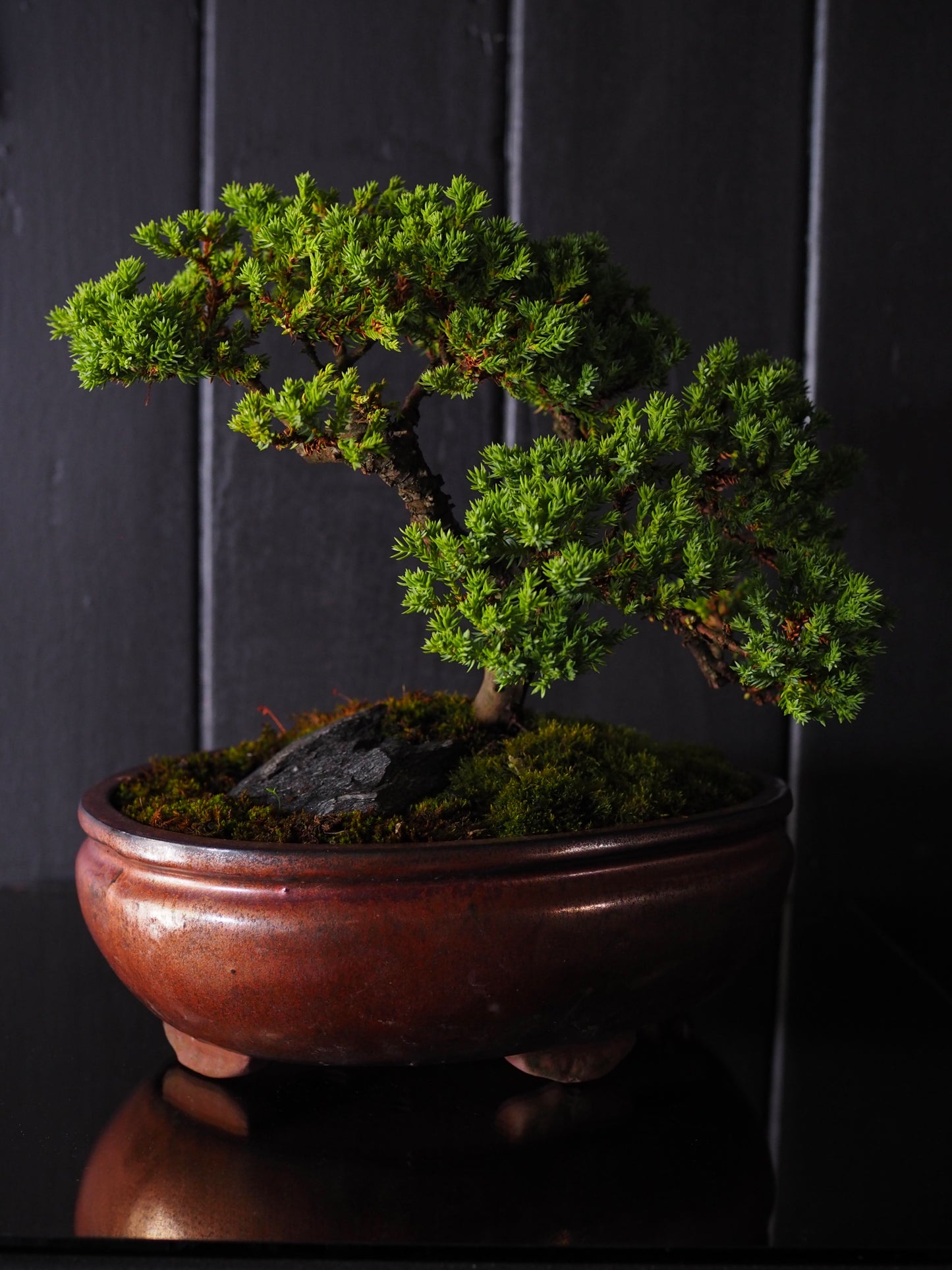 Bonsai