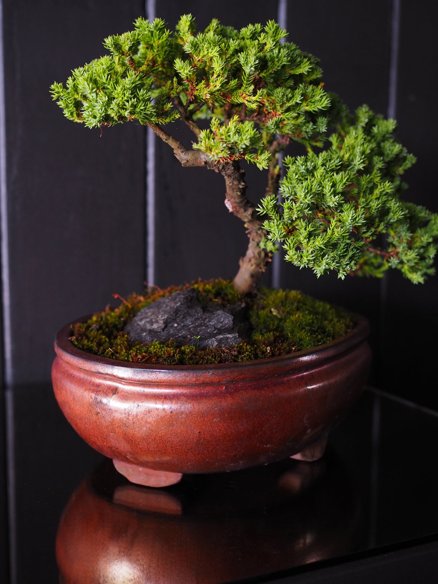Bonsai