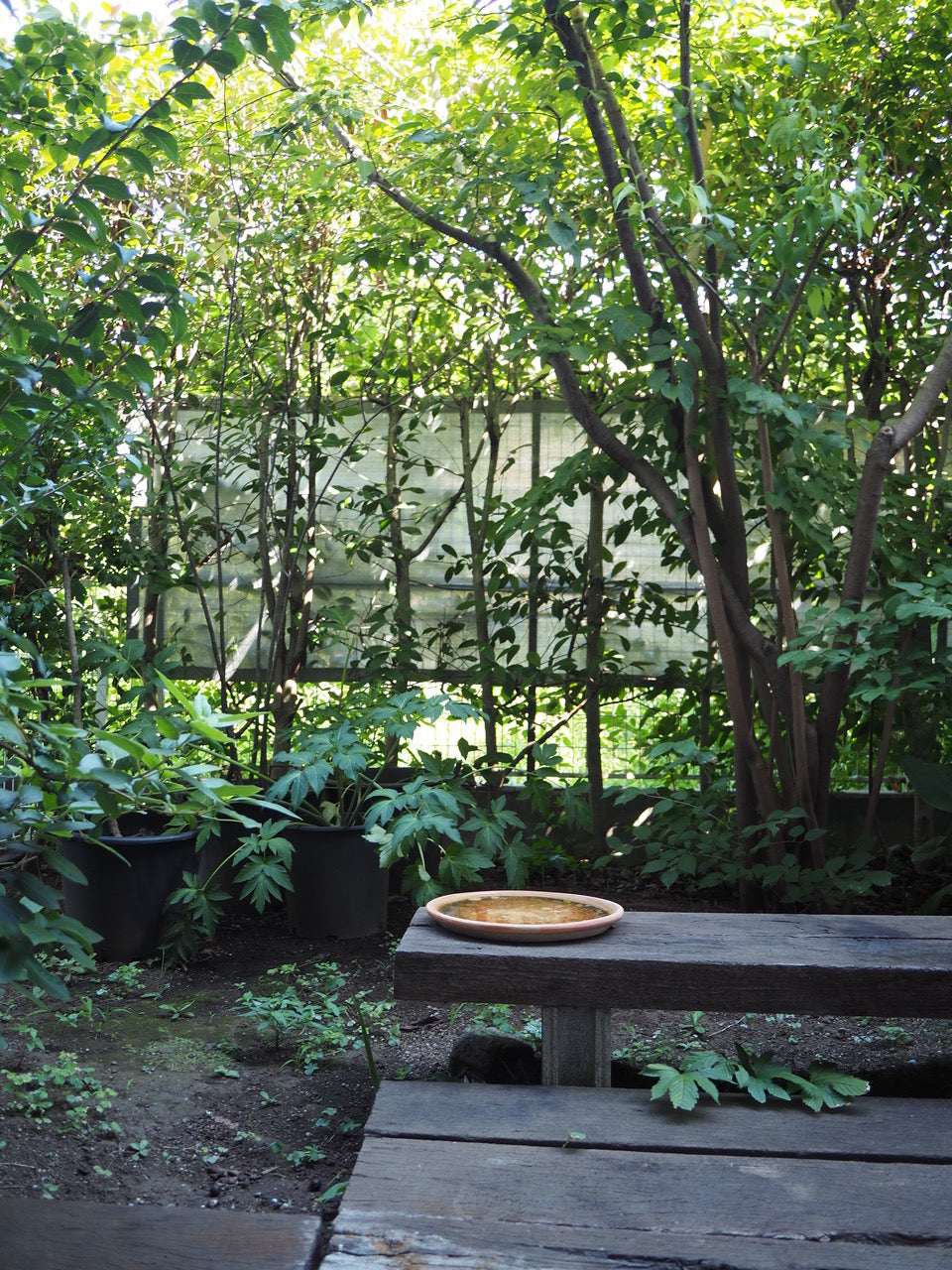 Natsumi Kobayashi - Gallery Image