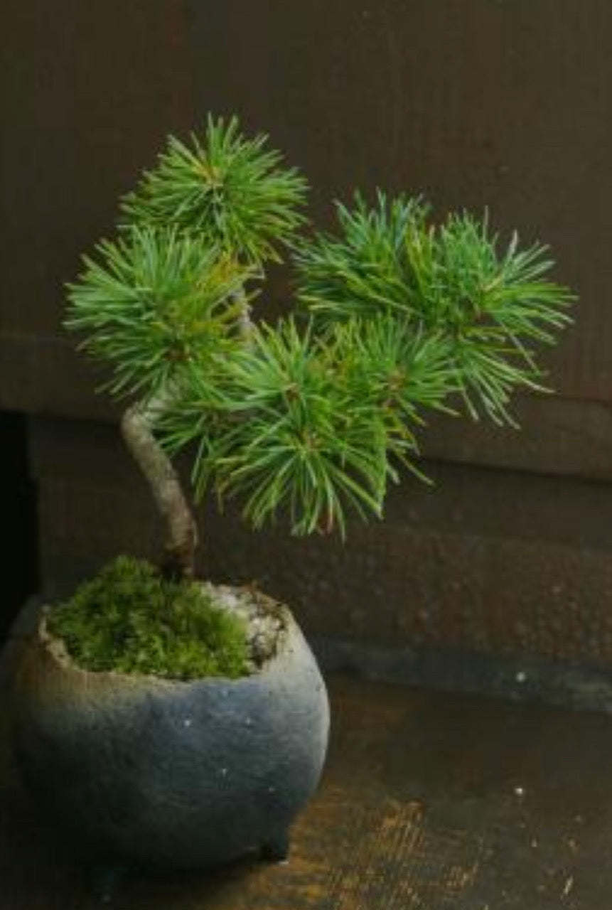 Bonsai pot by Bravery Inc.