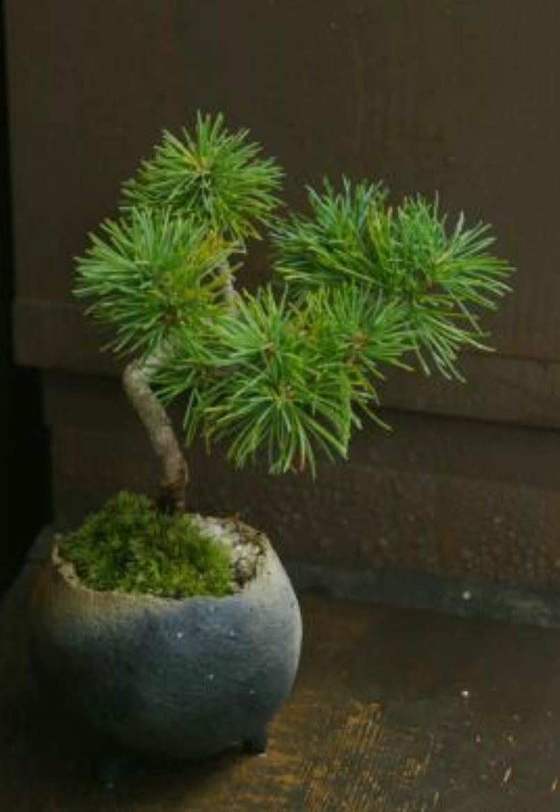 Bonsai Workshop With Kristen Calder's Pot - 22th Feb 26'