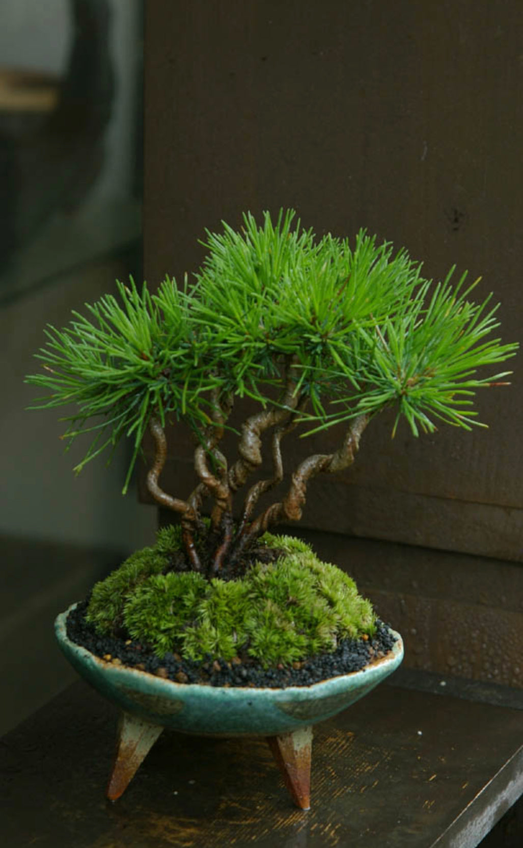 Bonsai Workshop With Kristen Calder's Pot - 22th Feb 26'
