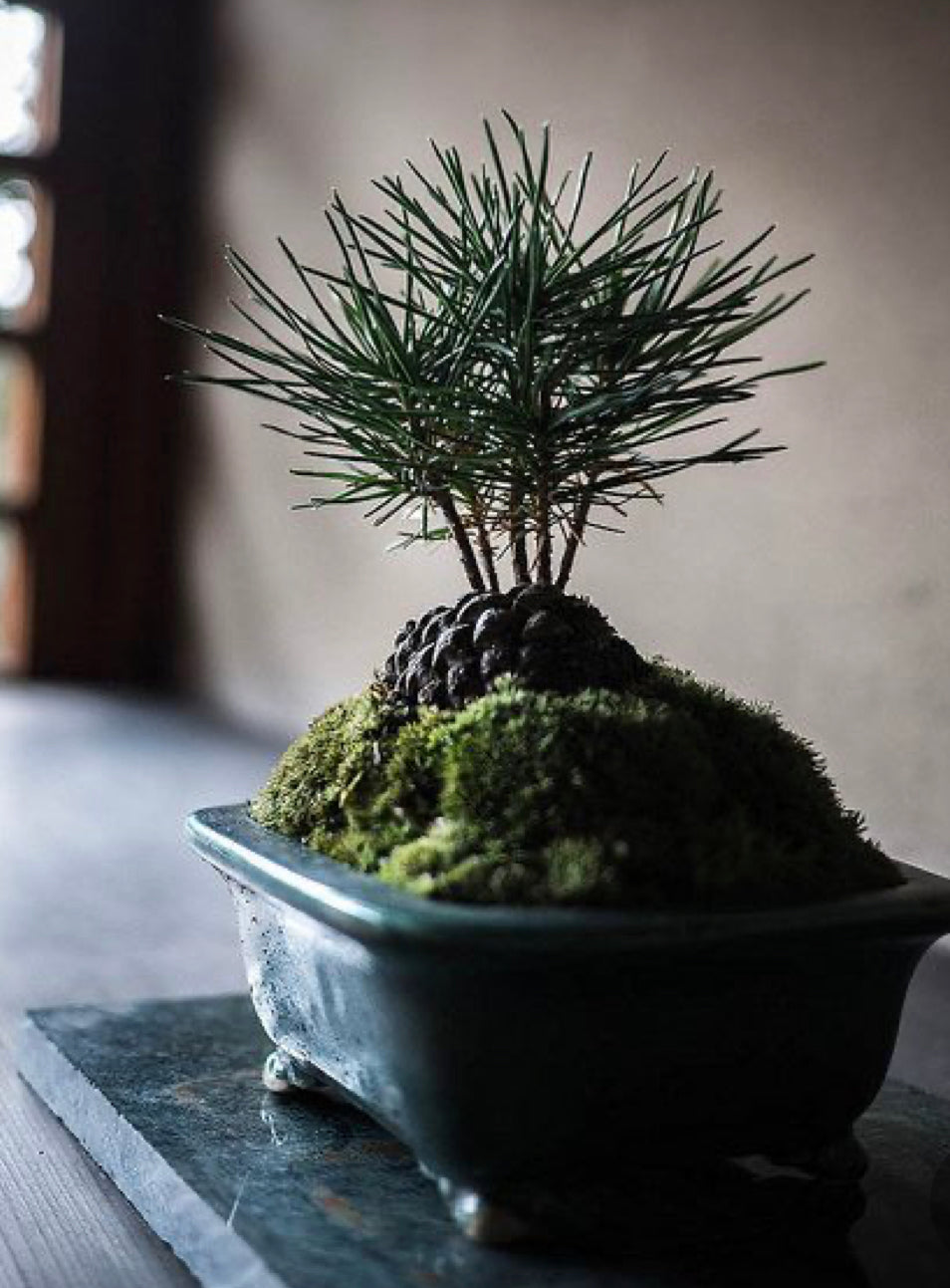 Bonsai Workshop With Kristen Calder's Pot - 22th Feb 26'