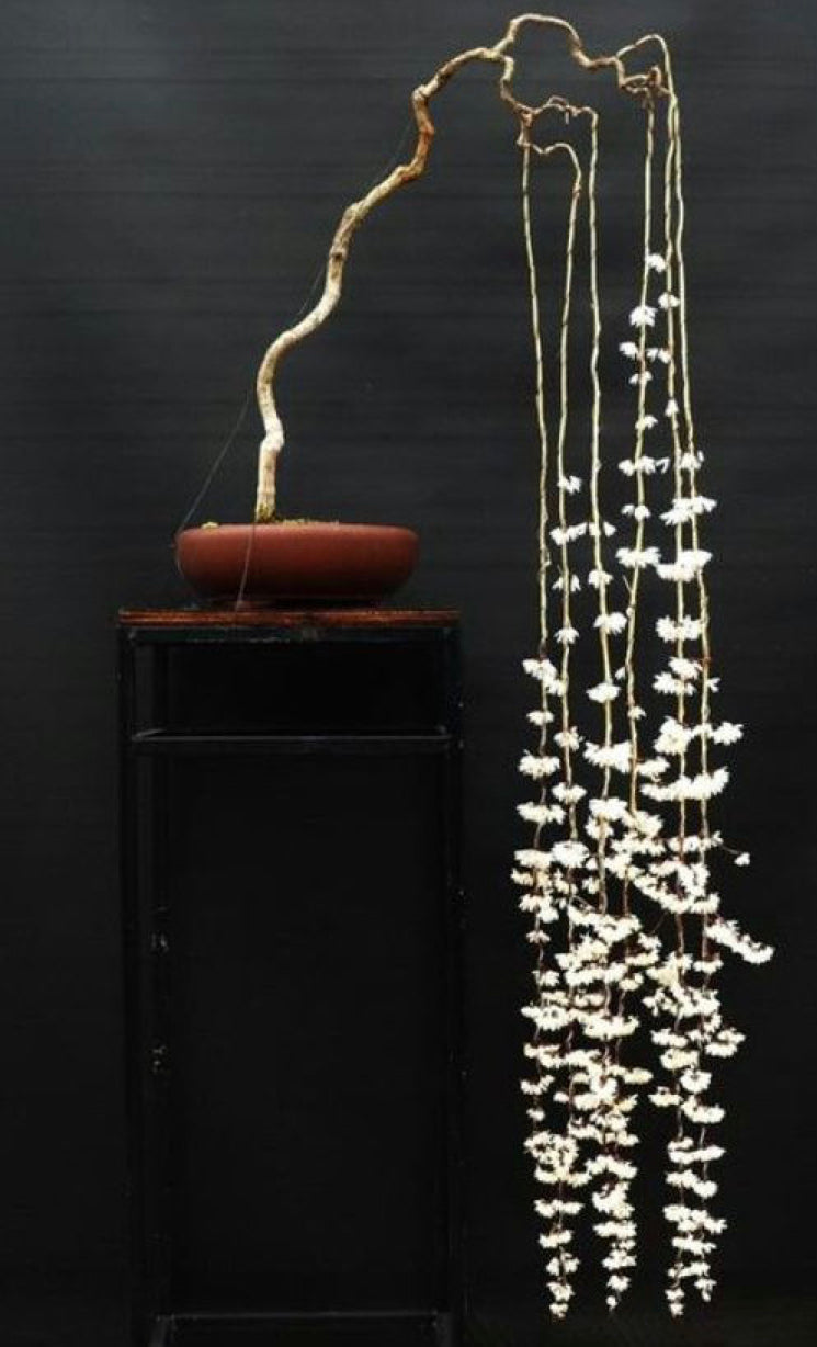 Bonsai Workshop With Kristen Calder's Pot - 22th Feb 26'