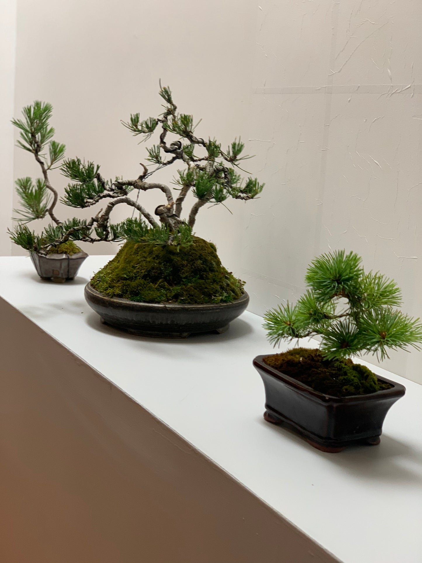 Bonsai Workshop With Kristen Calder's Pot - 22th Feb 26'