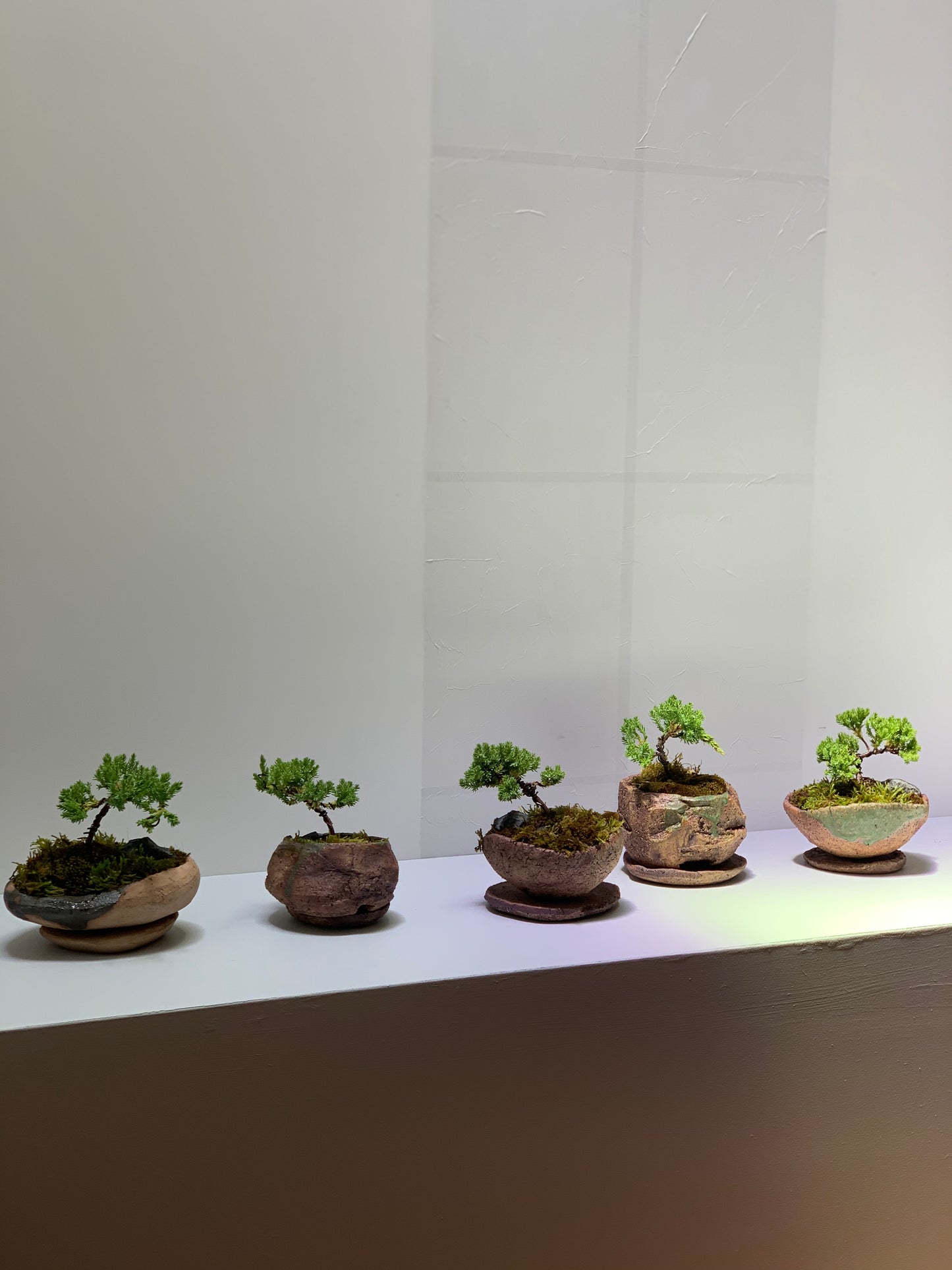 Bonsai Workshop With Kristen Calder's Pot - 22th Feb 26'