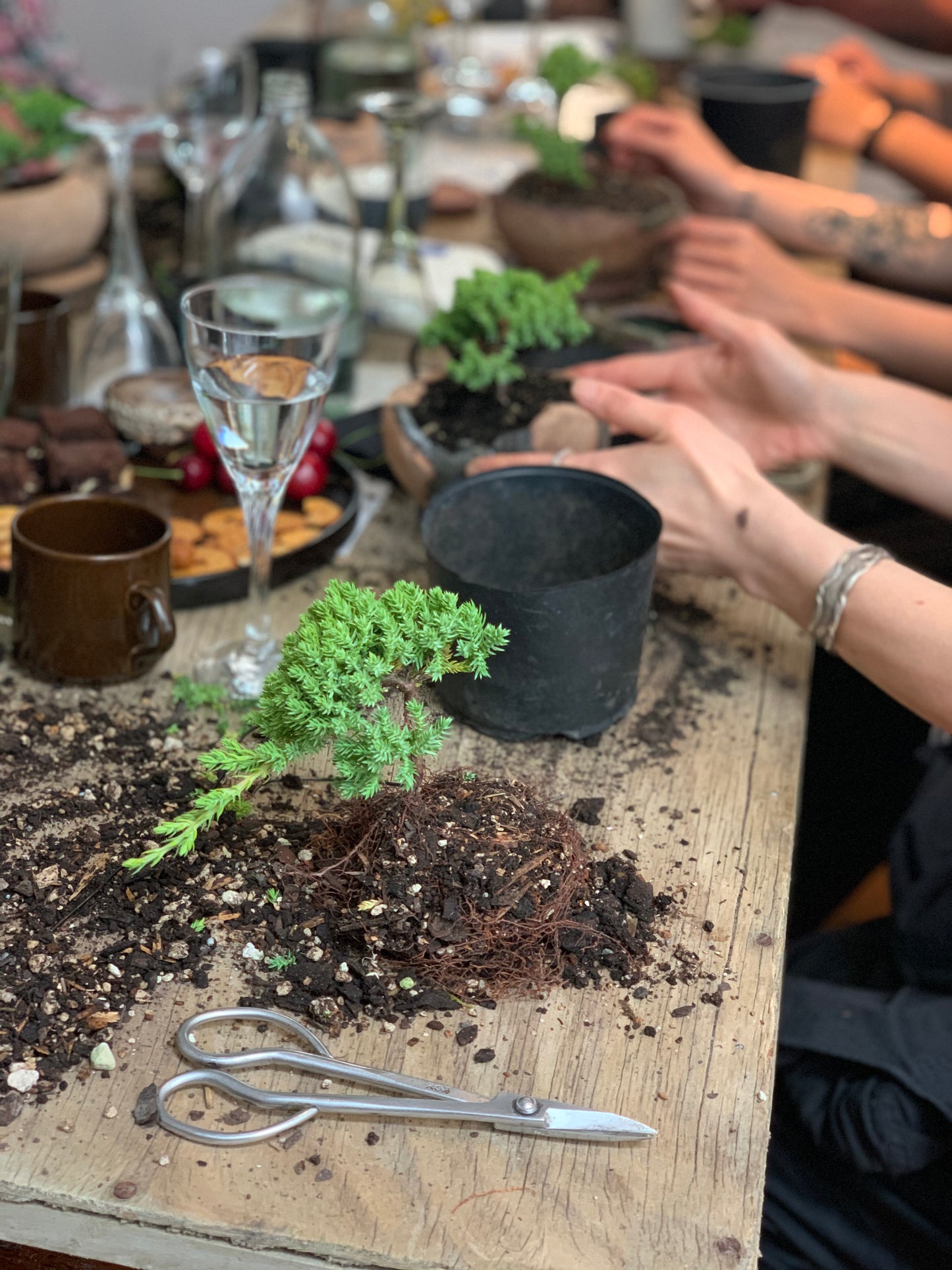 Bonsai Workshop With Kristen Calder's Pot - 22th Feb 26'