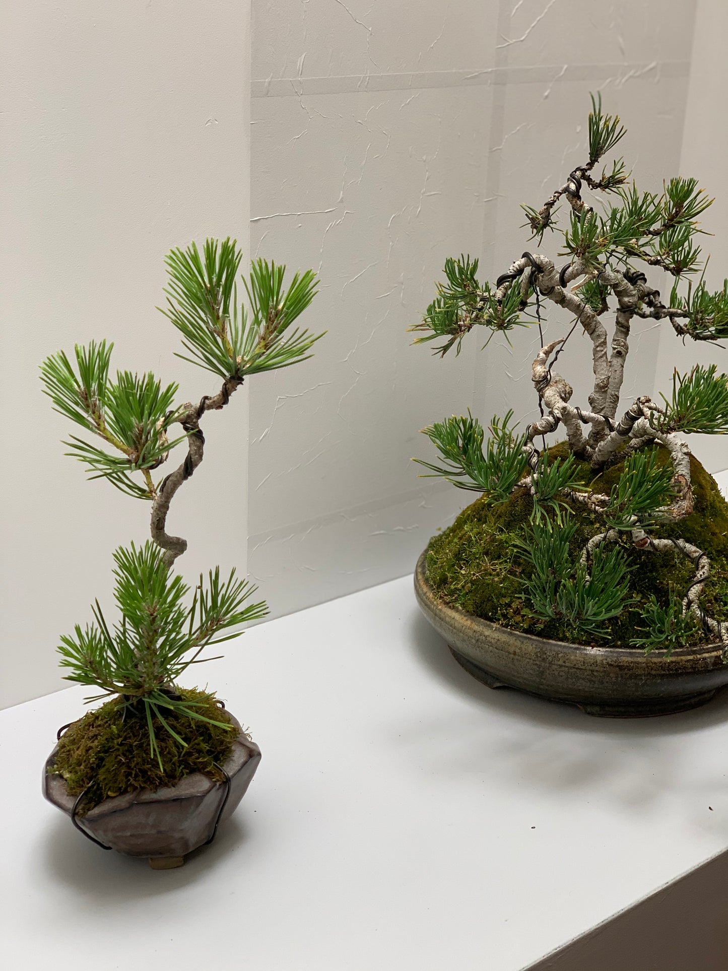 Bonsai Workshop With Kristen Calder's Pot - 22th Feb 26'