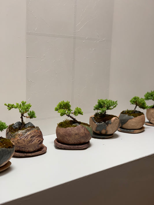 Bonsai Workshop With Kristen Calder's Pot - 22th Feb 26'